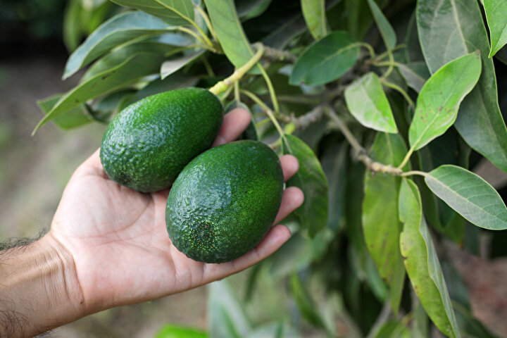  Avokado
